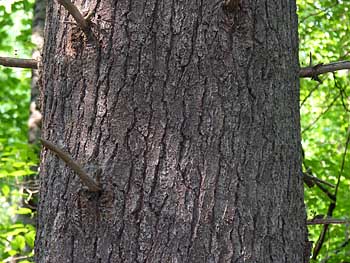 Eastern White Pine (Pinus strobus)