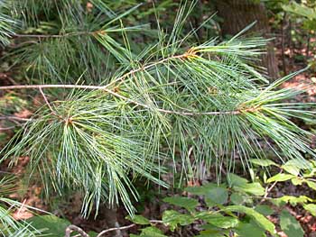 Eastern White Pine (Pinus strobus)