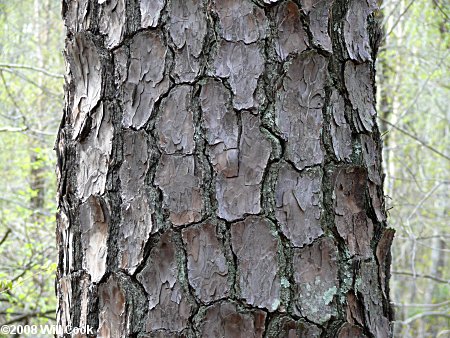 Loblolly Pine (Pinus taeda) bark