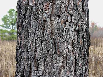 Loblolly Pine (Pinus taeda) bark