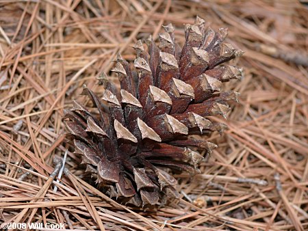 Loblolly Pine (Pinus taeda) cone