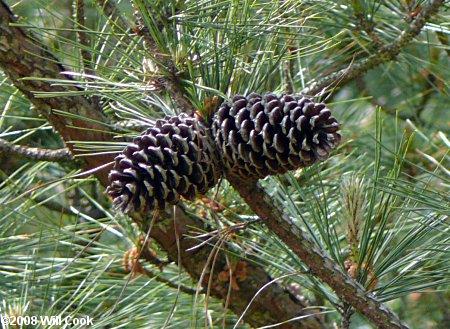 Loblolly Pine (Pinus taeda) cones