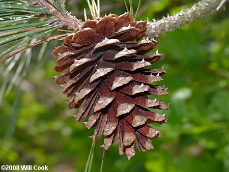 Loblolly Pine (Pinus taeda) cone