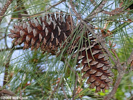 Loblolly Pine (Pinus taeda) cone