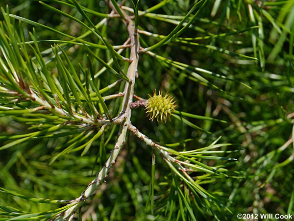 Virginia Pine (Pinus virginiana)