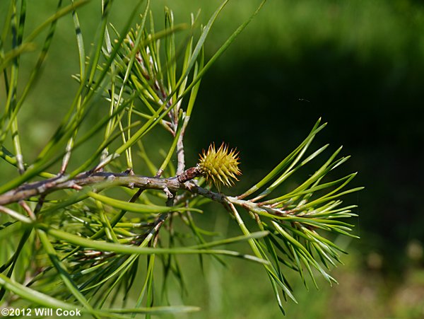 Virginia Pine (Pinus virginiana)