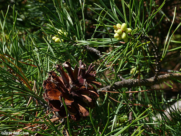 Virginia Pine (Pinus virginiana)