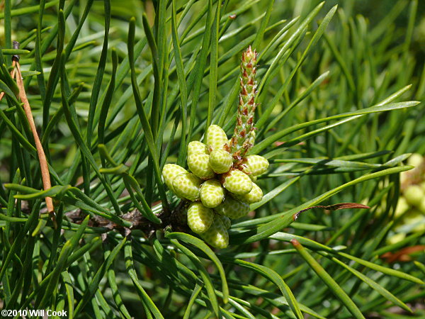 Virginia Pine (Pinus virginiana)