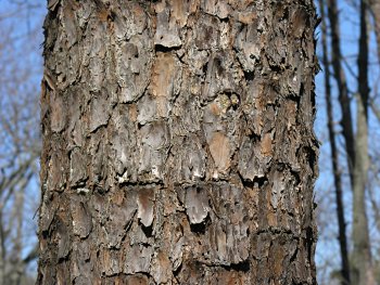 Virginia Pine (Pinus virginiana) bark