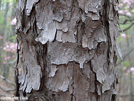 Virginia Pine (Pinus virginiana) bark