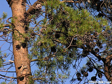 Virginia Pine (Pinus virginiana)