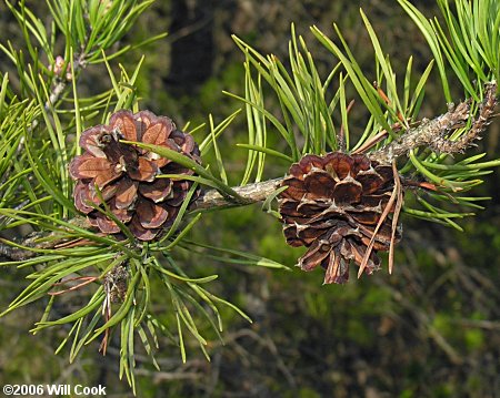 Virginia Pine (Pinus virginiana) cones