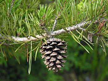 Virginia Pine (Pinus virginiana)