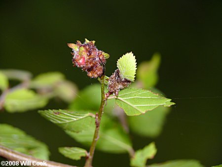 Planertree, Water-Elm (Planera aquatica)