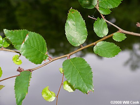 Planertree, Water-Elm (Planera aquatica)