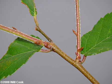 Planertree, Water-Elm (Planera aquatica)