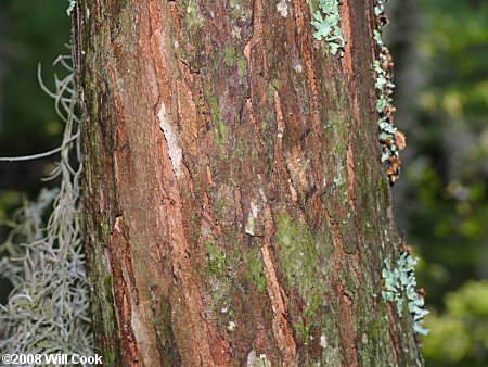 Planertree, Water-Elm (Planera aquatica)