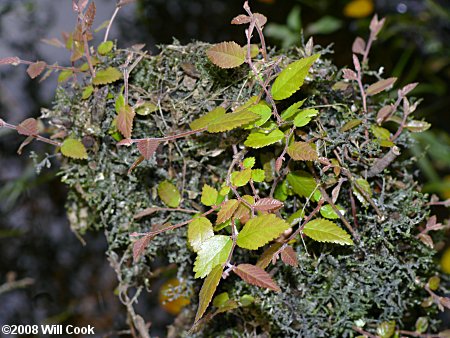 Planertree, Water-Elm (Planera aquatica)