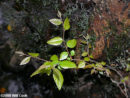 Planertree, Water-Elm (Planera aquatica)