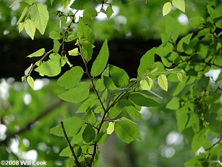 Planertree, Water-Elm (Planera aquatica)