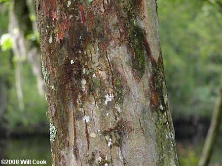 Planertree, Water-Elm (Planera aquatica)