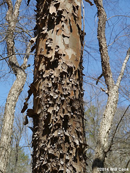 American Sycamore (Platanus occidentalis) bark