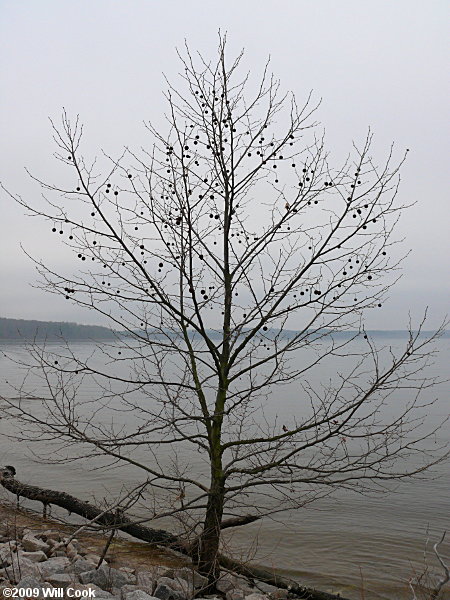 American Sycamore (Platanus occidentalis)