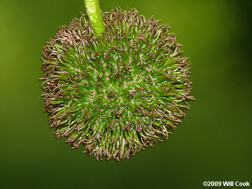 American Sycamore (Platanus occidentalis) fruit
