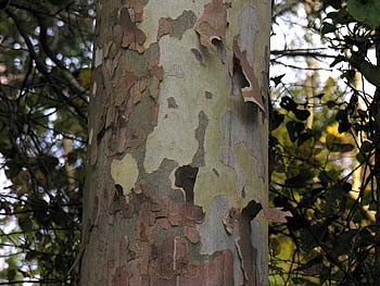 American Sycamore (Platanus occidentalis) bark