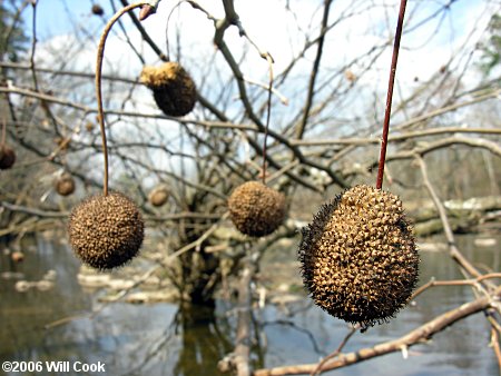 American Sycamore (Platanus occidentalis) fruits