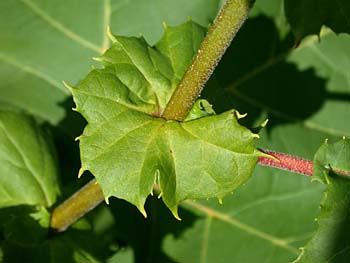 American Sycamore (Platanus occidentalis) stipules