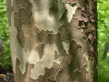 American Sycamore (Platanus occidentalis) bark