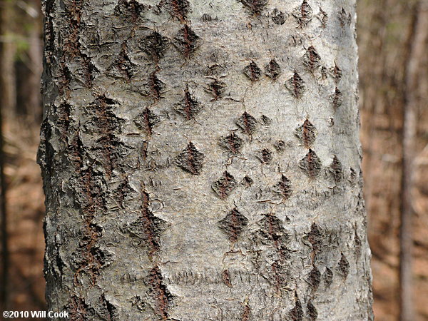 White Poplar (Populus alba) bark