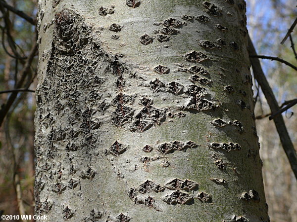 White Poplar (Populus alba) bark