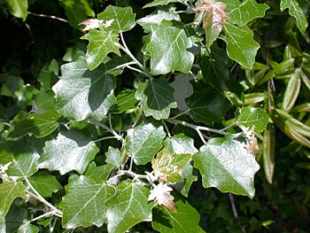 White Poplar (Populus alba) leaves