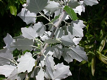 White Poplar (Populus alba) leaves