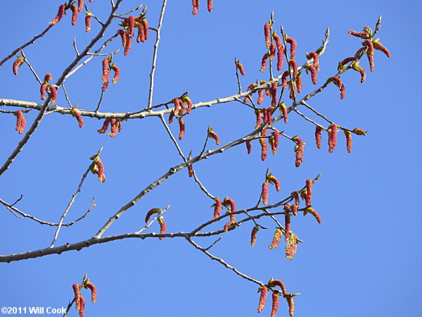 Eastern Cottonwood (Populus deltoides) catkins