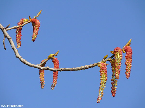 Eastern Cottonwood (Populus deltoides) catkins