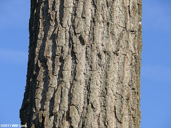 Eastern Cottonwood (Populus deltoides) catkins