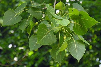 Eastern Cottonwood (Populus deltoides)