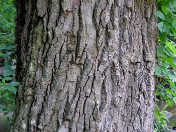 Eastern Cottonwood (Populus deltoides)