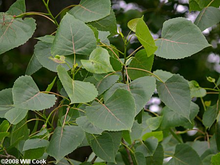 Eastern Cottonwood (Populus deltoides)