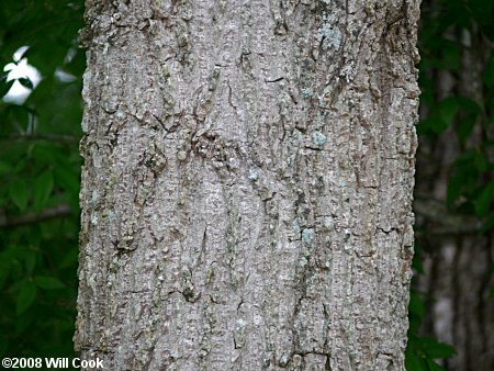 Eastern Cottonwood (Populus deltoides)