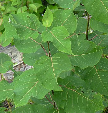 Bigtooth Aspen (Populus grandidentata)