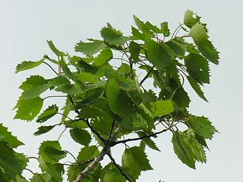 Bigtooth Aspen (Populus grandidentata)