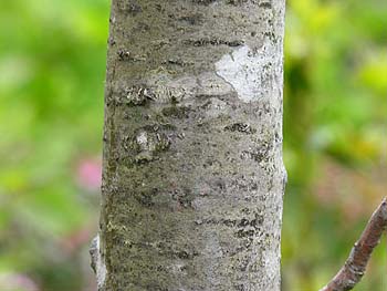 Bigtooth Aspen (Populus grandidentata)