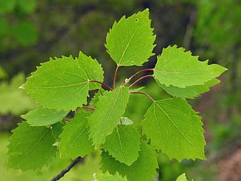 Bigtooth Aspen (Populus grandidentata)