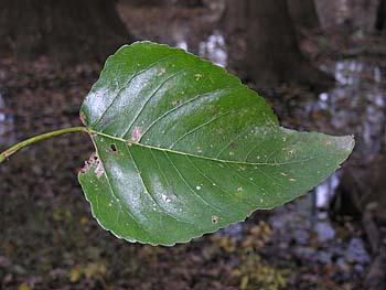 Swamp Cottonwood (Populus heterophylla)