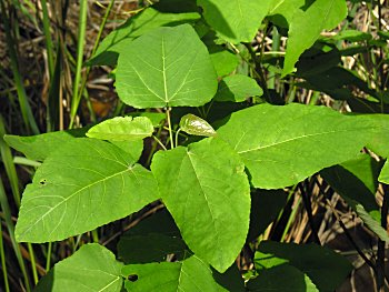 Swamp Cottonwood (Populus heterophylla) leaves