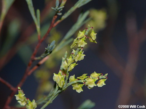 Common October-flower (Polygonella polygama)